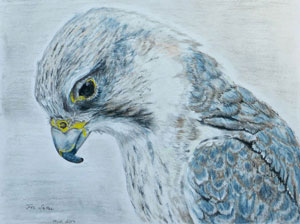 Saker drawing from community